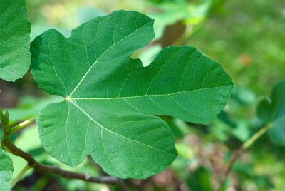 Ficus carica - fíkovník smokvoň - list